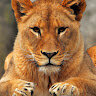 Charming Lioness84